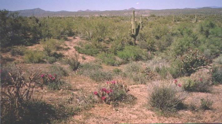 Arizona: Nine Rocks in a Row(f)